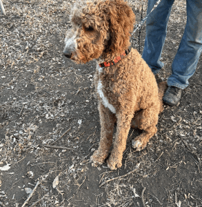 Coming soon!! Marshall- 1.5 years old (Goldendoodle) Male