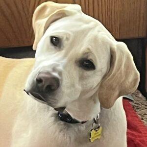 Murphy-9 months old (Male) Lab mix