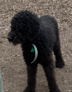 Coming soon!! Scooter-Male (Goldendoodle) 6 years old