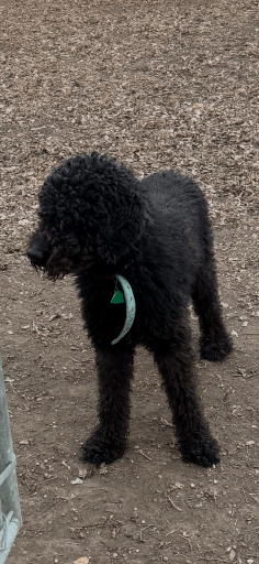 Coming soon!! Scooter-Male (Goldendoodle) 6 years old