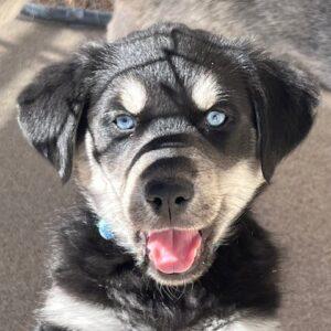 Now accepting application for Golden/Husky mix puppies