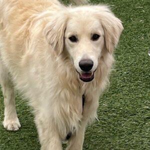 Adopted 4/18/26!! Trek-2 years old (Golden Retriever mix) Male