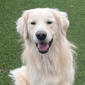ADOPTED 4/12/26!! Atlas-2 years old-Golden Retriever mix (Male)