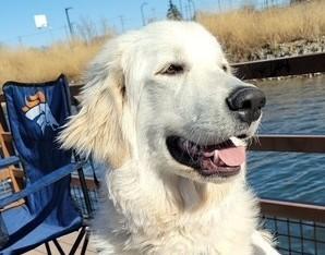 Maxie-6 years old (Male) Golden Retriever/Great Pyrenees mix