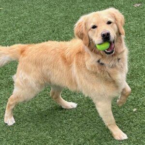 Maximus-4 years old (Male)