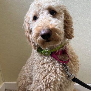 Macie-1.5 years old (Female) Goldendoodle