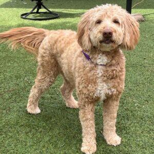 Marlee-6 years old (Female) Goldendoodle