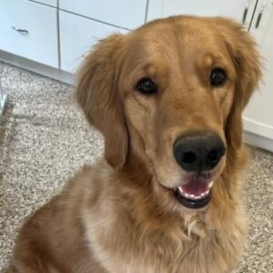 Blue-3 years old (Male)