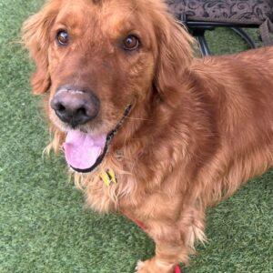 Big Bleu-6.5 years old (Male)