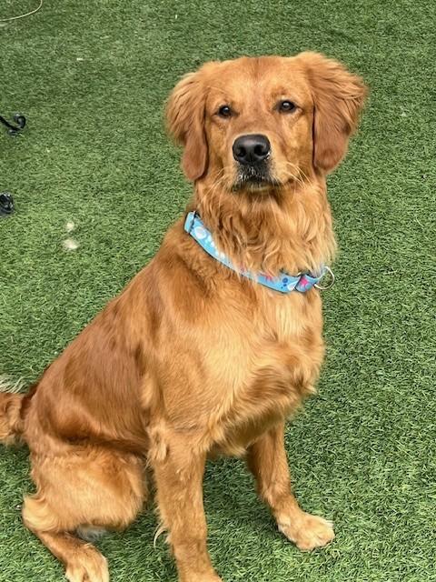 Ringo-1.5 years old (Male) - Image 8