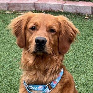 Ringo-1.5 years old (Male)