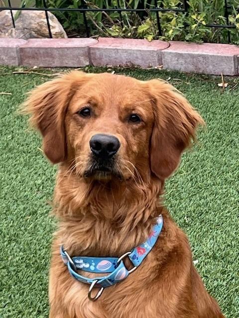 Ringo-1.5 years old (Male)
