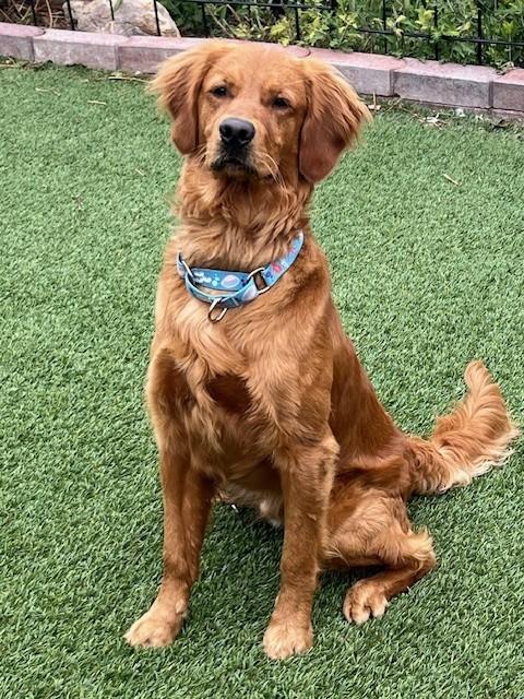 Ringo-1.5 years old (Male) - Image 10