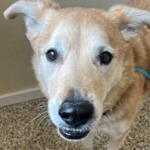Jackson-12 years old (Male) mixed breed