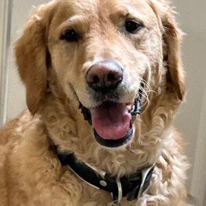 Rosie-8 years old (Female)