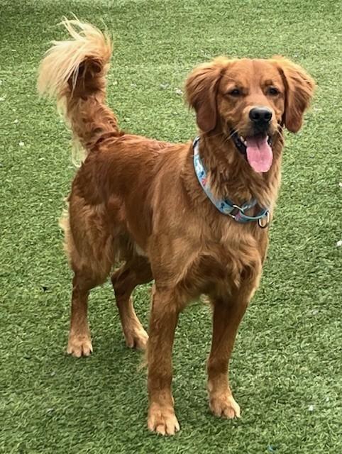 Ringo-1.5 years old (Male) - Image 2