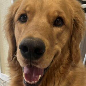 Blue-3 years old (Male)