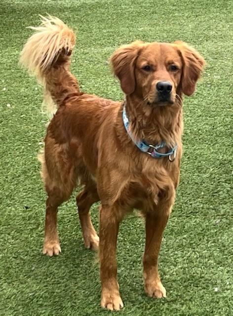 Ringo-1.5 years old (Male) - Image 3
