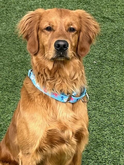 Ringo-1.5 years old (Male) - Image 4