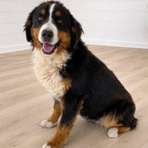 Coming soon!! Luna-7.5 years old (Female) Bernese Mountain Dog