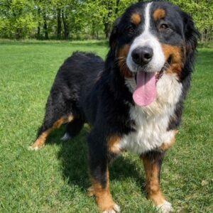 Coming soon!! Sadie-7 years old (Female) Bernese Mountain Dog (Copy)