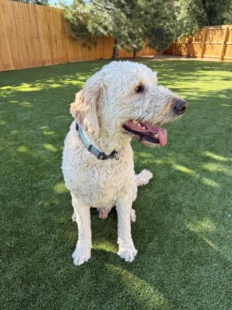 BONDED PAIR!! Bella (Female) & Baker (Male)-5 years old-F1 Goldendoodles - Image 2