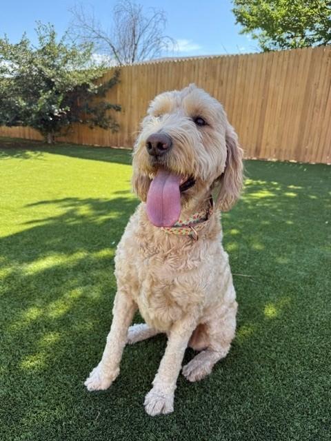 BONDED PAIR!! Bella (Female) & Baker (Male)-5 years old-F1 Goldendoodles - Image 8