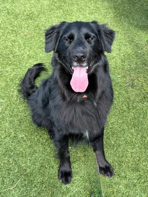 Kenny-2 years old-Golden Retriever Mix (Male) - Image 6