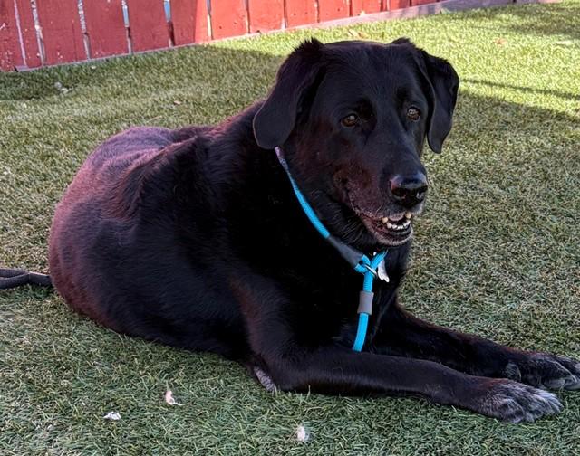 Maggie-12 years old (Female) Black lab - Image 4