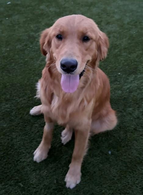 Atlas-11 months old (Male) - Image 6