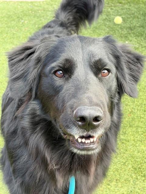 Kenny-2 years old-Golden Retriever Mix (Male) - Image 10