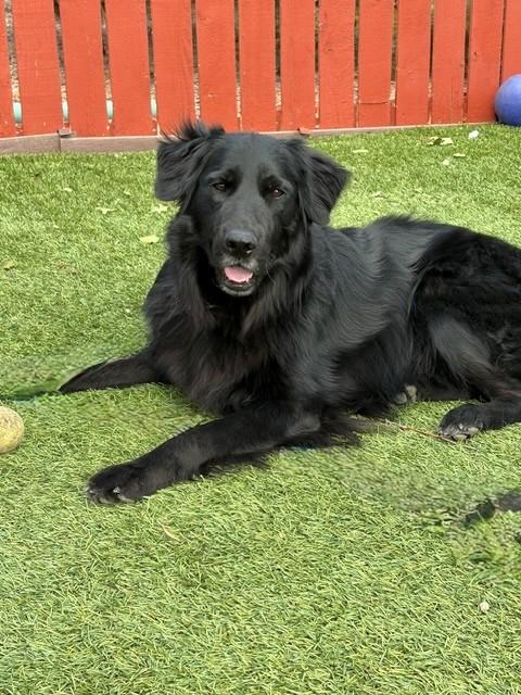 Kenny-2 years old-Golden Retriever Mix (Male) - Image 11