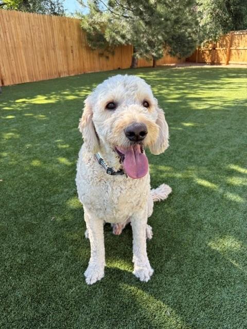 BONDED PAIR!! Bella (Female) & Baker (Male)-5 years old-F1 Goldendoodles - Image 3