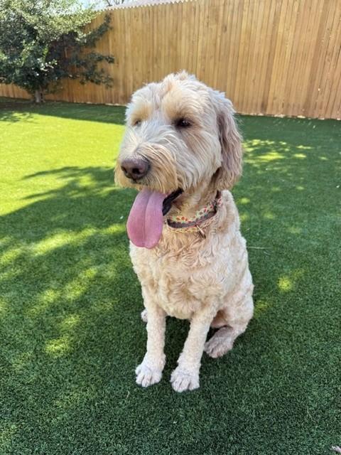 BONDED PAIR!! Bella (Female) & Baker (Male)-5 years old-F1 Goldendoodles - Image 9
