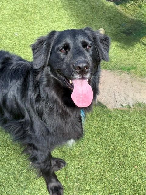 Kenny-2 years old-Golden Retriever Mix (Male) - Image 7
