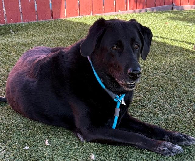 Maggie-12 years old (Female) Black lab - Image 5