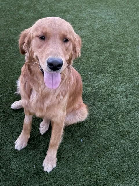 Atlas-11 months old (Male) - Image 2