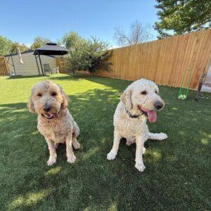 BONDED PAIR!! Bella (Female) & Baker (Male)-5 years old-F1 Goldendoodles