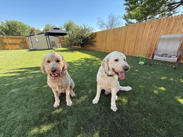 BONDED PAIR!! Bella (Female) & Baker (Male)-5 years old-F1 Goldendoodles