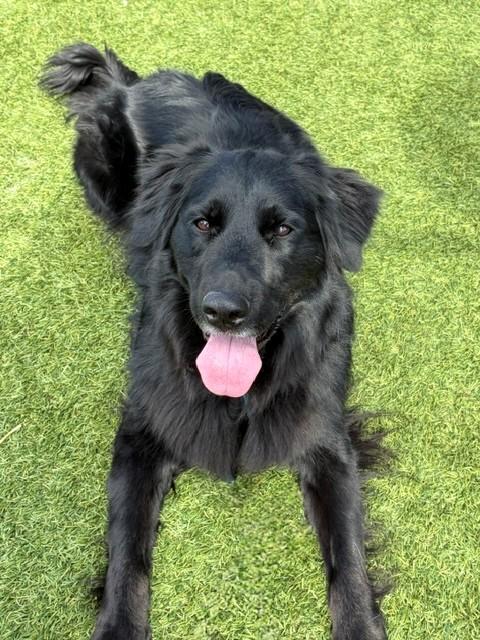 Kenny-2 years old-Golden Retriever Mix (Male) - Image 2