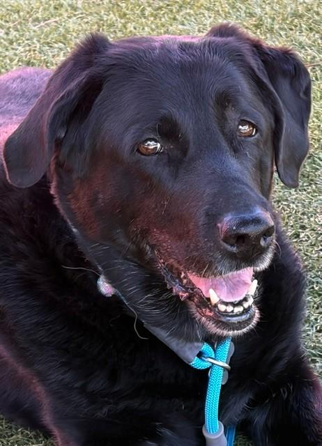 Maggie-12 years old (Female) Black lab - Image 6