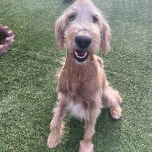 Herman-4 years old (Male) Goldendoodle