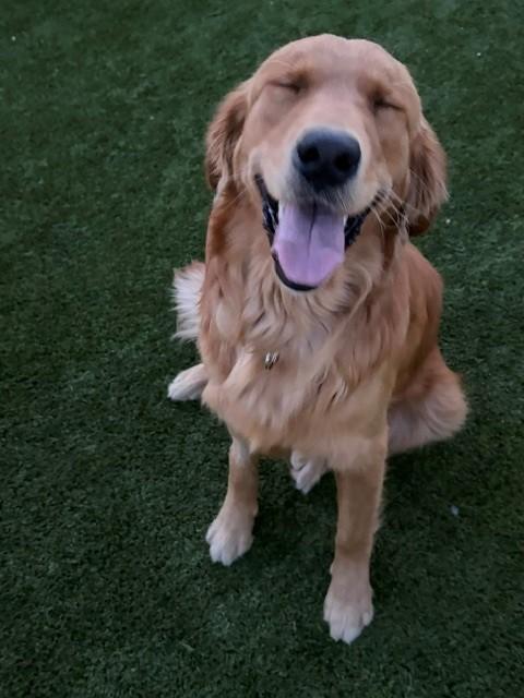 Atlas-11 months old (Male) - Image 3