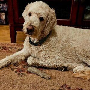 Finnegan-5 years old (Male) Goldendoodle
