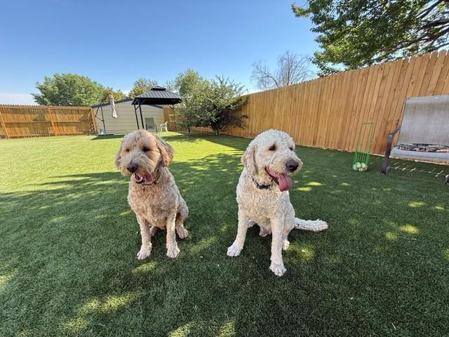 BONDED PAIR!! Bella (Female) & Baker (Male)-5 years old-F1 Goldendoodles - Image 5