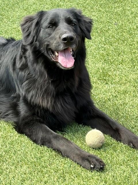 Kenny-2 years old-Golden Retriever Mix (Male) - Image 3