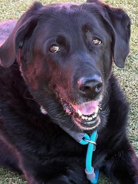 Maggie-12 years old (Female) Black lab - Image 7