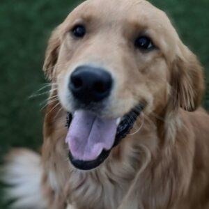 ADOPTED 6/20/26!! Atlas-11 months old (Male)