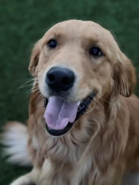 Atlas-11 months old (Male)