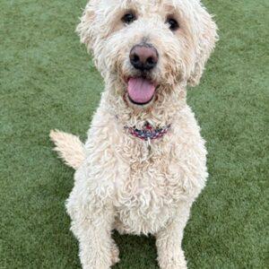 Finnegan-5 years old (Male) Goldendoodle